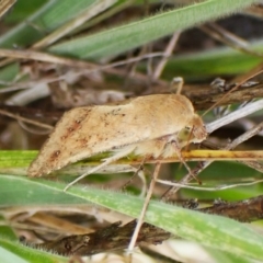 Helicoverpa (genus) at Mount Painter - 3 Dec 2023