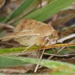 Helicoverpa (genus) at Mount Painter - 3 Dec 2023