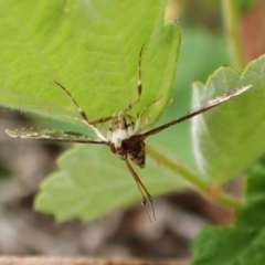 Nacoleia rhoeoalis (Spilomelinae) at Mount Painter - 24 Nov 2023 by CathB