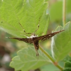 Nacoleia rhoeoalis at Mount Painter - 24 Nov 2023