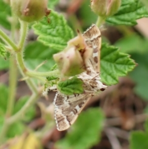 Nacoleia rhoeoalis at Mount Painter - 24 Nov 2023