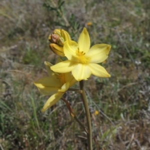 Bulbine bulbosa at Tuggeranong Hill - 13 Oct 2023