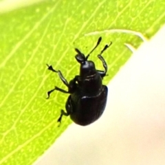 Euops sp. (genus) (A leaf-rolling weevil) at Mount Painter - 3 Dec 2023 by CathB