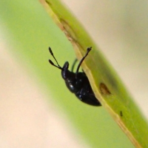 Euops sp. (genus) at Mount Painter - 3 Dec 2023