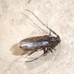 Pachydissus sericus (Longhorn beetle) at QPRC LGA - 4 Dec 2023 by arjay