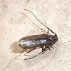 Pachydissus sericus (Longhorn beetle) at QPRC LGA - 5 Dec 2023 by arjay