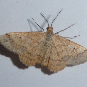 Scopula rubraria at QPRC LGA - 4 Dec 2023