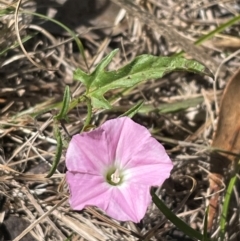 Convolvulus angustissimus subsp. angustissimus (Australian Bindweed) at Bruce Ridge to Gossan Hill - 5 Dec 2023 by JVR