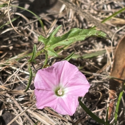 Convolvulus angustissimus subsp. angustissimus (Australian Bindweed) at Bruce Ridge to Gossan Hill - 5 Dec 2023 by JVR