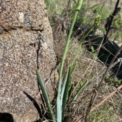 Dianella sp. aff. longifolia (Benambra) (Pale Flax Lily, Blue Flax Lily) at East Jindabyne, NSW - 5 Dec 2023 by JT1997