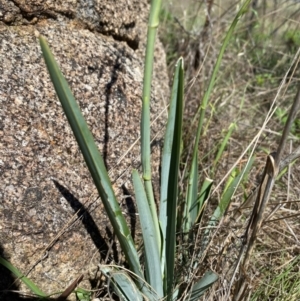 Dianella sp. aff. longifolia (Benambra) at East Jindabyne, NSW - 6 Dec 2023