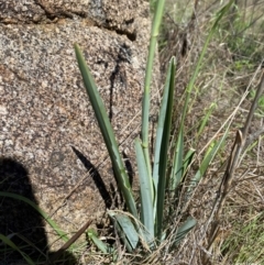 Dianella sp. aff. longifolia (Benambra) at East Jindabyne, NSW - 6 Dec 2023