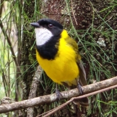 Pachycephala pectoralis (Golden Whistler) at Bodalla State Forest - 6 Dec 2023 by Steve818