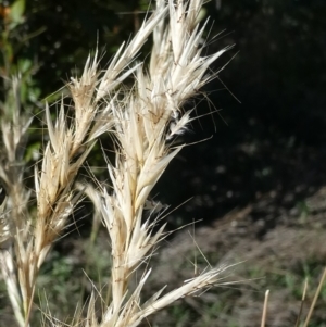 Rytidosperma sp. at Emu Creek - 6 Dec 2023