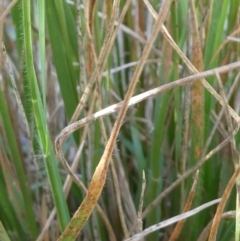 Rytidosperma sp. at Emu Creek - 6 Dec 2023