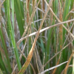 Rytidosperma sp. at Emu Creek - 6 Dec 2023