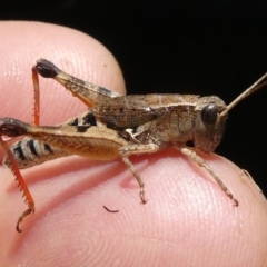 Phaulacridium vittatum (Wingless Grasshopper) at Emu Creek - 6 Dec 2023 by JohnGiacon