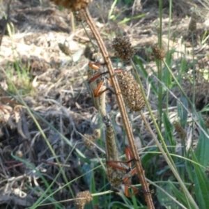 Asilinae sp. (subfamily) at Flea Bog Flat to Emu Creek Corridor - 6 Dec 2023