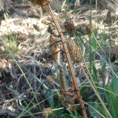 Asilinae sp. (subfamily) (Unidentified asiline Robberfly) at Emu Creek - 6 Dec 2023 by JohnGiacon