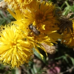 Lasioglossum (Chilalictus) sp. (genus & subgenus) (Halictid bee) at Flea Bog Flat to Emu Creek Corridor - 5 Dec 2023 by JohnGiacon