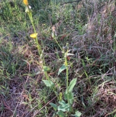 Sonchus oleraceus (Annual Sowthistle) at Belconnen, ACT - 5 Dec 2023 by JohnGiacon