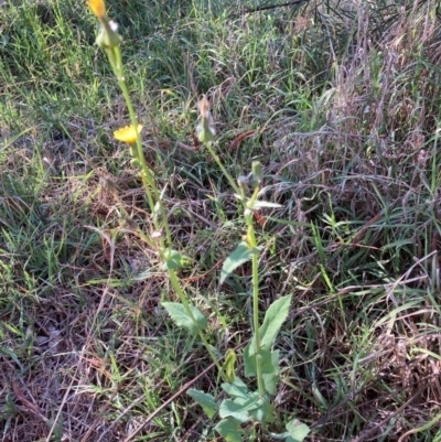 Sonchus oleraceus (Annual Sowthistle) at Emu Creek - 5 Dec 2023 by JohnGiacon