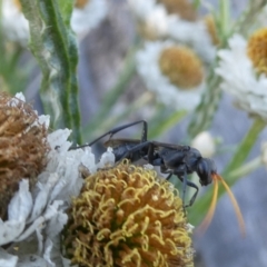 Fabriogenia sp. (genus) (Spider wasp) at Flea Bog Flat to Emu Creek Corridor - 5 Dec 2023 by JohnGiacon