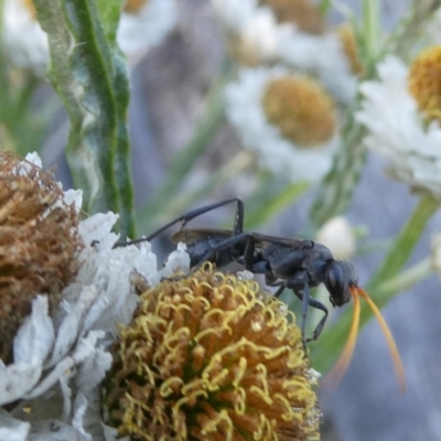 Fabriogenia sp. (genus) (Spider wasp) at Flea Bog Flat to Emu Creek Corridor - 5 Dec 2023 by JohnGiacon