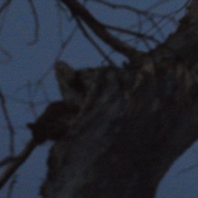 Petaurus notatus (Krefft’s Glider, Sugar Glider) at Bruce Ridge to Gossan Hill - 5 Dec 2023 by JohnGiacon