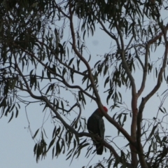 Callocephalon fimbriatum (Gang-gang Cockatoo) at Bruce Ridge to Gossan Hill - 5 Dec 2023 by JohnGiacon