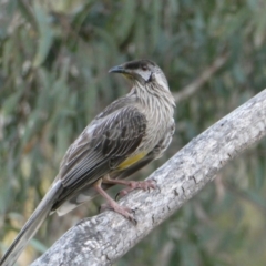 Anthochaera carunculata (Red Wattlebird) at Gossan Hill - 5 Dec 2023 by JohnGiacon