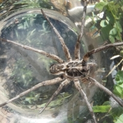 Tasmanicosa sp. (genus) (Unidentified Tasmanicosa wolf spider) at Flea Bog Flat to Emu Creek Corridor - 4 Dec 2023 by JohnGiacon