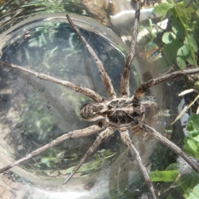 Tasmanicosa sp. (genus) (Unidentified Tasmanicosa wolf spider) at Belconnen, ACT - 4 Dec 2023 by JohnGiacon