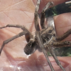 Tasmanicosa sp. (genus) at Emu Creek - 5 Dec 2023