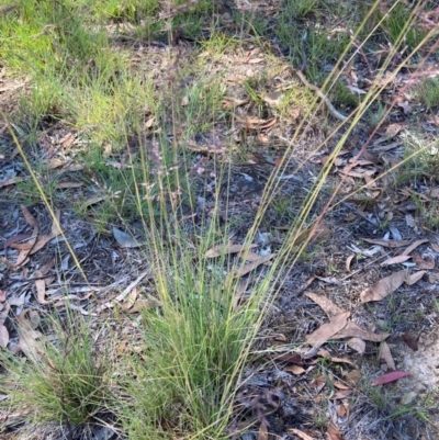 Poa sieberiana (Poa Tussock) at Flea Bog Flat to Emu Creek Corridor - 4 Dec 2023 by JohnGiacon