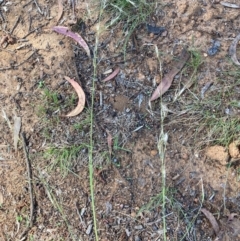 Austrostipa bigeniculata at Page, ACT - 5 Dec 2023