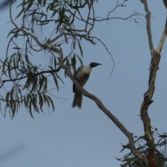 Philemon corniculatus (Noisy Friarbird) at Bruce Ridge to Gossan Hill - 5 Dec 2023 by JohnGiacon
