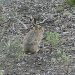 Oryctolagus cuniculus (European Rabbit) at Bruce Ridge to Gossan Hill - 5 Dec 2023 by JohnGiacon
