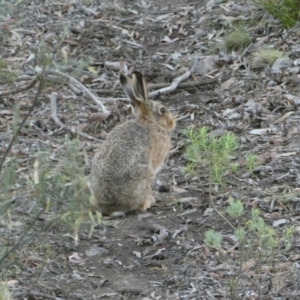 Oryctolagus cuniculus at Point 309 - 5 Dec 2023 06:27 PM