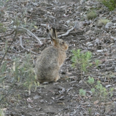 Oryctolagus cuniculus (European Rabbit) at Point 309 - 5 Dec 2023 by JohnGiacon