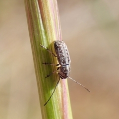 Euciodes suturalis (Fungus weevil) at Mount Painter - 10 Nov 2023 by CathB