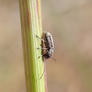 Euciodes suturalis at Mount Painter - 10 Nov 2023