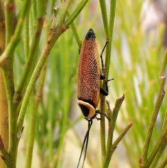 Ellipsidion australe (Austral Ellipsidion cockroach) at Mount Painter - 21 Nov 2023 by CathB