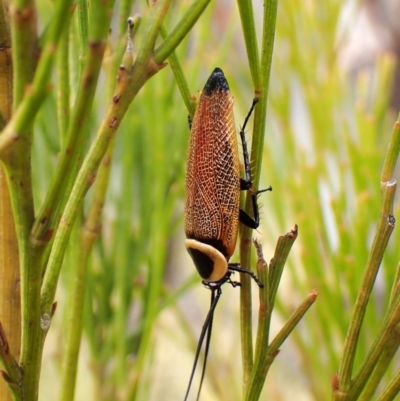 Ellipsidion australe (Austral Ellipsidion cockroach) at Mount Painter - 21 Nov 2023 by CathB