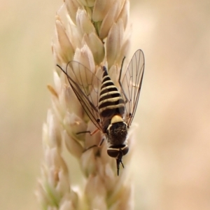 Australiphthiria hilaris at Mount Painter - 22 Nov 2023 05:04 PM