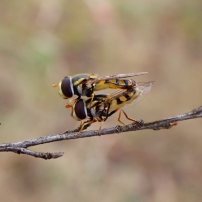 Simosyrphus grandicornis (Common hover fly) at Belconnen, ACT - 30 Nov 2023 by CathB