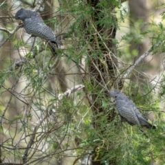 Callocephalon fimbriatum (Gang-gang Cockatoo) at Bemboka River Reserve - 5 Dec 2023 by trevsci