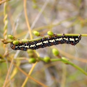 Hecatesia fenestrata at Aranda Bushland - 3 Dec 2023 01:52 PM