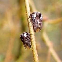 Acanthuchus trispinifer (Three-horned treehopper) at Aranda Bushland - 3 Dec 2023 by CathB