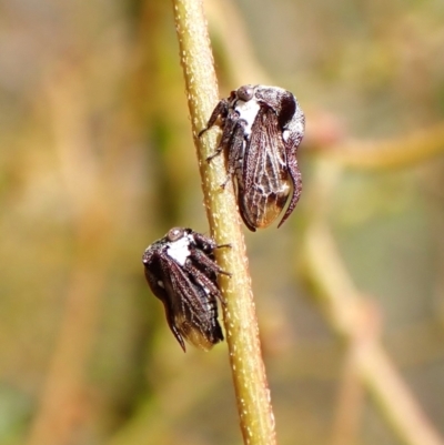 Acanthuchus trispinifer (Three-horned treehopper) at Aranda Bushland - 3 Dec 2023 by CathB